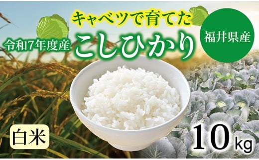 【令和７年度】 福井県産 キャベコシヒカリ 10kg