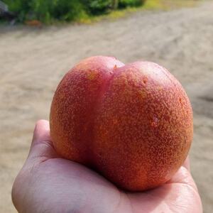 【今しか食べられない初物マンゴーネクタリン】脳内に直接響く圧倒的糖度 6月下旬より順次発送 約1kg【配送不可地域：離島・北海道・沖縄県・中国・四国・九州】【1622372】