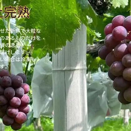 訳あり ニューピオーネ 2～3房 合計1.4kg以上 岡山県産 ピオーネ