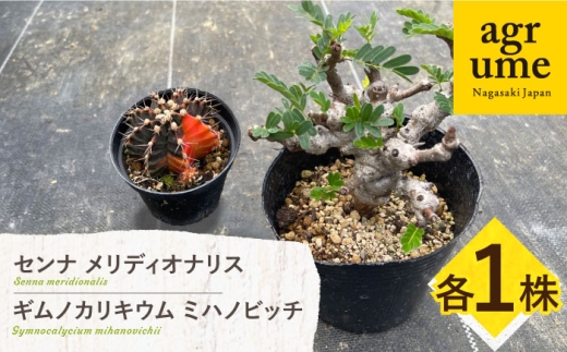 センナ メリディオナリス & ギムノカリキウム ミハノビッチ 各1株 Senna meridionalis & Gymnocalycium mihanovichii 長与町/アグリューム [EAI239]