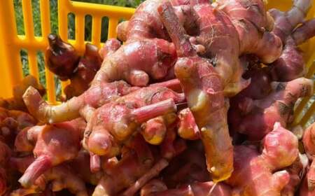 【先行予約】 希少品種 赤生姜 約1kg 【 ショウガ 産地直送 新鮮 料理 野菜 薬味 岩手県 陸前高田市 】2025年10月から発送予定 RT2726