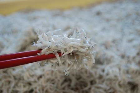 a10-301　専門店がお届けする【釜揚げしらす】 シラス しらす丼 