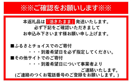 【訳あり】天然 活 伊勢海老 約2kg（ 5～10尾 大きさ 不揃い ）南紀黒潮イセエビ 年末年始 お正月 お届け可｜ 期間限定 漁師直送 海鮮 海老 とれたて 人気