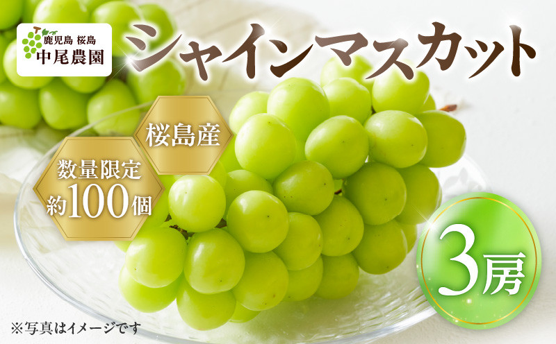 
            【2025年先行予約】【桜島産】シャインマスカット 3房　K261-001_03
          