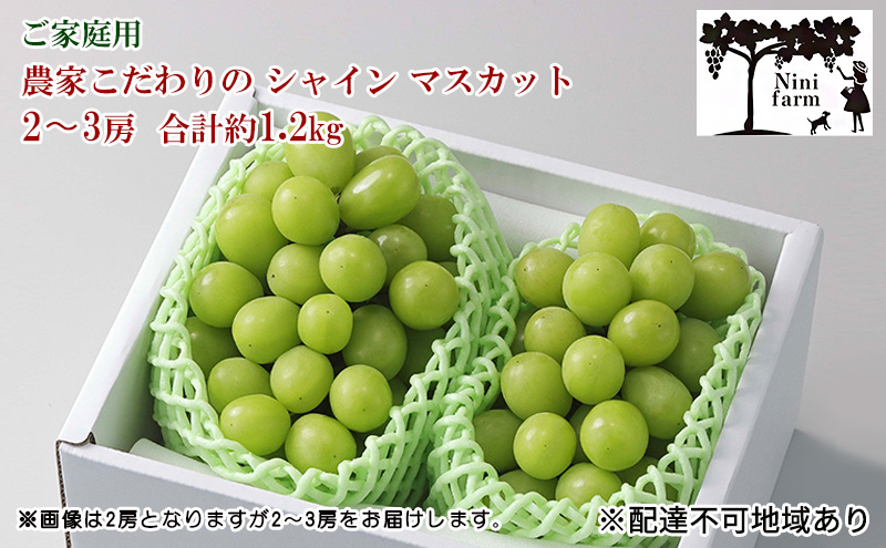 ぶどう 2026年 先行予約  【平均糖度20度】ご家庭用 農家こだわりの シャイン マスカット 2～3房 合計約1.2kg ブドウ 葡萄 岡山県産 国産 フルーツ 果物 【 Nini farm 農家 直送 】 岡山のぶどう デザート