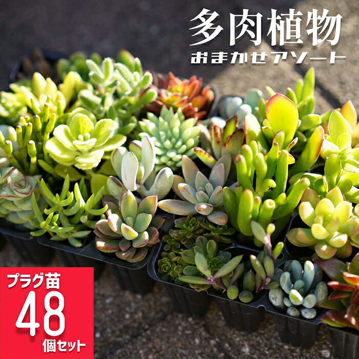 【ふるさと納税】多肉植物 おまかせアソート 48苗セット | 観葉植物 植物 グリーン 多肉 鉢植え ギフト 贈答 贈り物 直送 農家直送 茨城県 古河市 送料無料 お祝 ご褒美 記念日 景品 手入れ 創作 鑑賞 _FC05