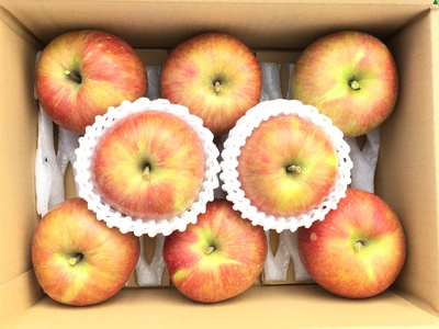 【2026年先行予約】夏のりんご サンつがる 家庭用 約5kg 訳あり ｜ りんご