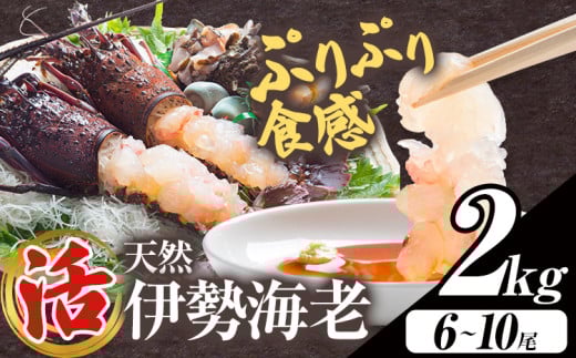 【数量限定】天然『活』伊勢海老 2kg  ( 6尾 ～ 10尾 ) 【配送不可地域：離島・北海道・沖縄県・東北・中国・四国・九州】 《30日以内に出荷予定(土日祝除く)》 寺田水産 千葉県 勝浦市 伊勢海老 イセエビ 海産物 えび