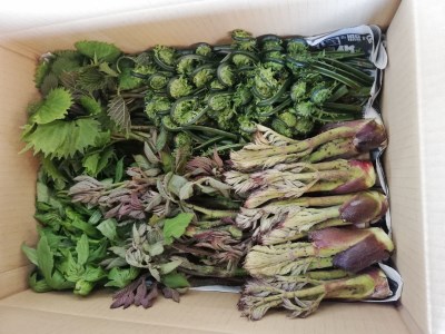 【2026年発送】山形の山菜おまかせ5種セット（700g以上）_H047(R8)