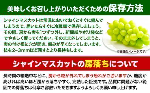 【先行予約】 【3回定期便】マスカット シャインマスカット 3~5房(約2kg)《2026年8月下旬-10月下旬頃出荷予定》たたらみねらる ギフト 糖度18度以上 フルーツ 種無し ぶどう 葡 Y&G
