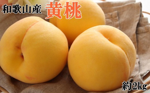 
                  人気 和歌山県産 黄桃（つきあかり、ゆめおうみ）約2kg【数量限定】 ★2027年7月上旬頃～7月下旬頃順次発送★【TM177】
                