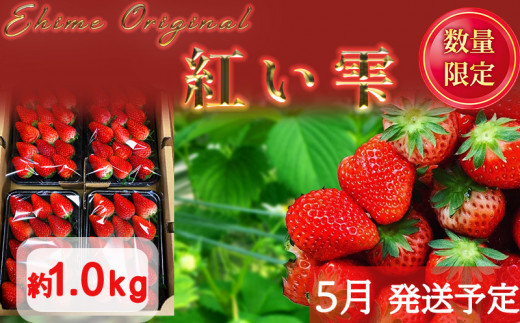 【5月発送】愛媛県オリジナル品種 紅い雫 1.0kg いちご 苺   |イチゴ 香り 苺 完熟 フルーツ 果物 朝食  愛媛県 松山市