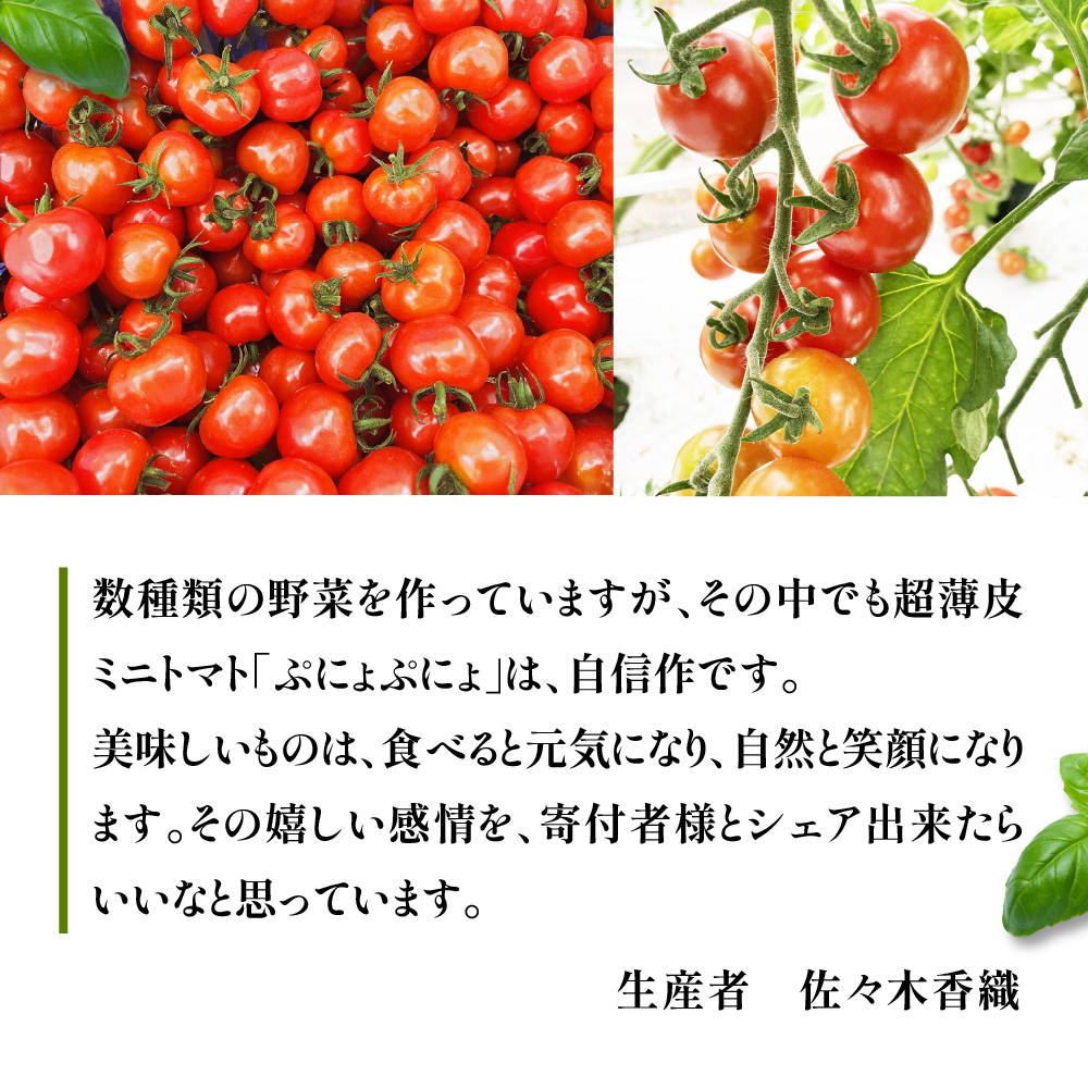 【2025年 先行受付】超薄皮 ミニトマト 約1.8kg 「ぷにょぷにょ」 青森 五所川原 トマト 野菜