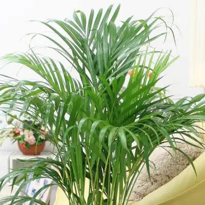 【観葉植物】アレカヤシ 8号 ブラウンバスケット鉢カバー 土の表面:ウッドチップ【観葉植物 インテリア 部屋 おしゃれ 福岡県 筑前町 送料無料 AG020】