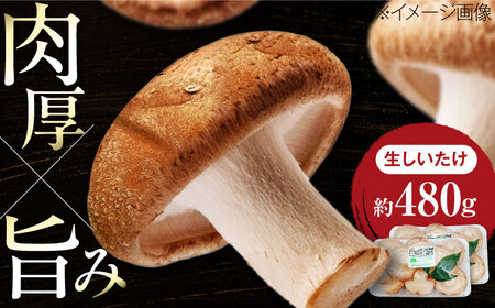 生しいたけ(菌床栽培)約240g×2 BKAY013 しいたけ