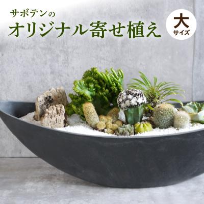 ふるさと納税 小牧市 サボテンのオリジナル寄せ植え(大)【観葉植物・多肉植物】[133O02]