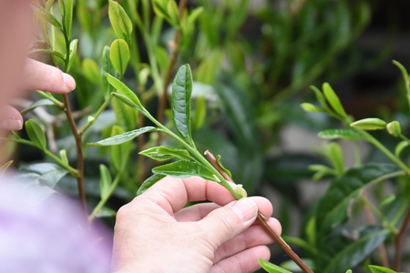 a15-386　農薬不使用、手摘み「放任茶」30g×5袋