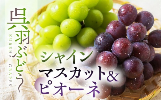 
                  【先行予約】呉羽ぶどう　シャインマスカット＆ピオーネセット（各１房 計約1～1.2kg）
                