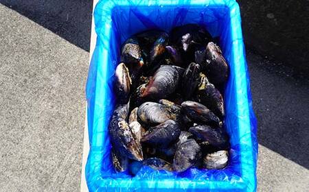 大福丸のムール貝 3kg【三陸山田産】【配送日指定不可】【沖縄・離島配送不可】三陸山田 山田町 山田湾 海産品 しゅうり貝 海鮮 シーフード おつまみ 殻付き 酒蒸し パスタ パエリア ワイン蒸し Y