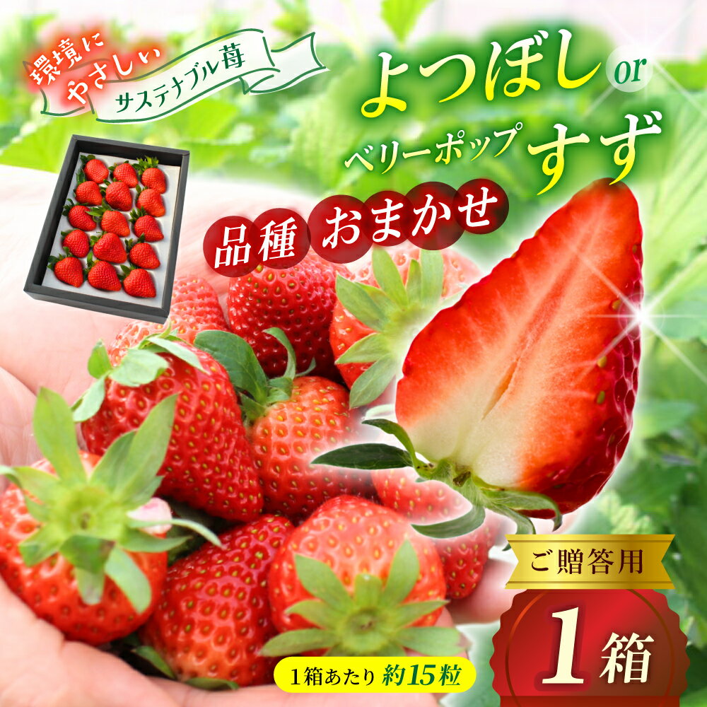 【ふるさと納税】【贈答用】 高級いちご よつぼし すず 品種おまかせセット （15粒 × 1箱） ゆりかご入り / いちご イチゴ ストロベリー 苺 こだわり 新鮮 産直 産地直送 サステナブル 果物 フルーツ くだもの ギフト プレゼント 贈答 岡山県 真庭市 ハッピーファーム