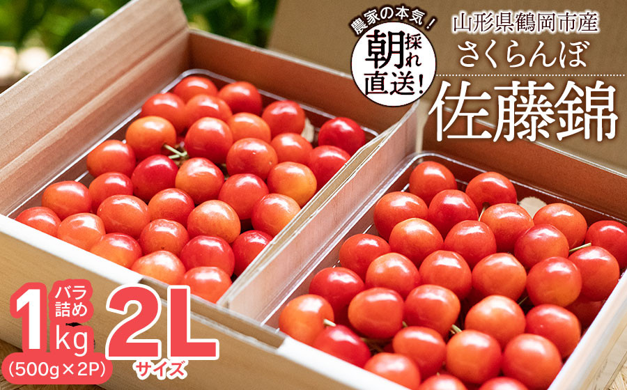 
【令和7年産先行予約】 鶴岡市産 佐藤錦 2Lサイズ バラ詰め 1kg(500g×2P) さくらんぼ　大膳農園
