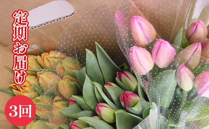 【1・2・3月定期お届け計3回】フラワーファームしろねのチューリップ切花30本おすすめアソート