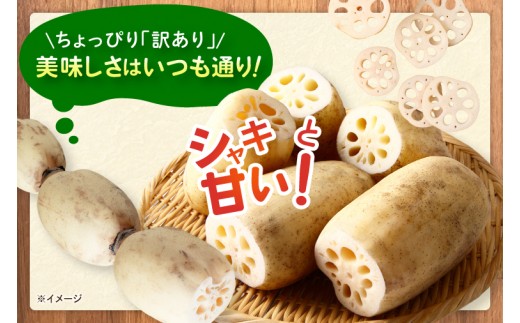 訳あり れんこん 2kg 蓮根 レンコン 野菜 エコ栽培 国産 茨城県産 茨城県 阿見町 新鮮 農家直送 産地直送 （89-03）