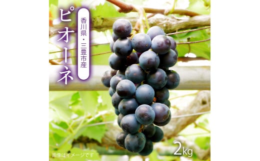 【ふるさと納税】【配送不可地域：北海道・沖縄県・離島】ピオーネ　三豊市産　2kg　ハウス　温室　ハウス　温室 秋 旬