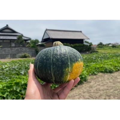 茨城県日立市「ベストセレクションひたち」認定　茂宮かぼちゃ5kg箱　(3～5個入り)【配送不可地域：離島・沖縄県】