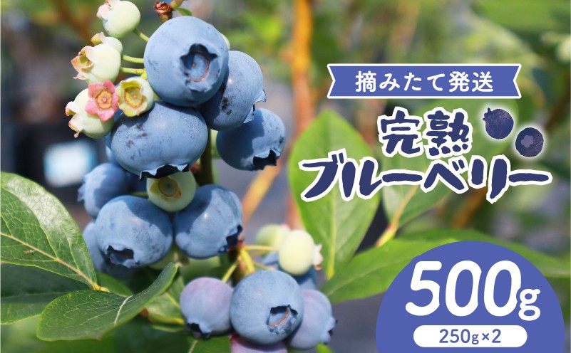 
                  【期間限定】 完熟 生ブルーベリー 500g (250g×2) ブルーベリー フルーツ 青果 果物 フルーツ ふるーつ 旬 完熟ブルーベリー ベリー ブルーベリージャム ブルーベリージュース ブルーベリーティー 国産ブルーベリー スムージー アイス アレンジ 産地直送 お取り寄せ グルメ 宮城県 岩沼市
                