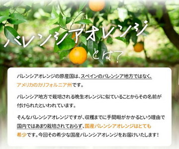 【2027年先行予約】希少な 国産 バレンシアオレンジ 7kg 【家庭用 訳あり】【国産オレンジ オレンジ 柑橘 フルーツ 和歌山 有田】_G7080