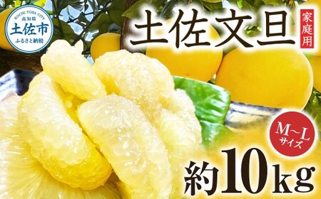 【先行予約】楠瀬さんの土佐文旦 家庭用 約10kg M〜Lサイズ 24〜30玉〈2027年2月15日〜2027年4月5日発送〉 / ぶんたん ブンタン 文旦 フルーツ 柑橘 みかん 果物 くだもの 柑橘類 デザート お取り寄せ 国産 常温 配送【まる庄果樹園】[BQAF020]