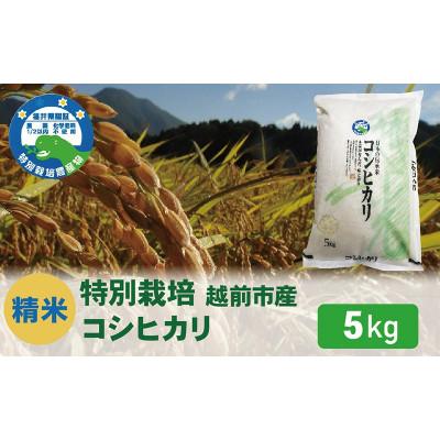 ふるさと納税 越前市 【越前市産】令和7年産  特別栽培 コシヒカリ　5kg