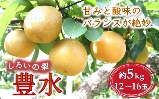 【今夏収穫分予約受付】しろいの梨 豊水 5kg 12～16玉