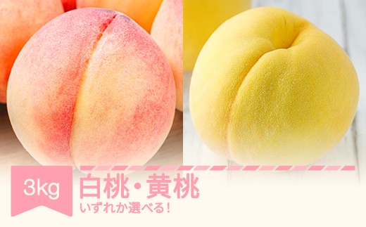 
                  令和8年産 桃 白桃 黄桃 約3kg 品種を選べる sp-moxxx
                
