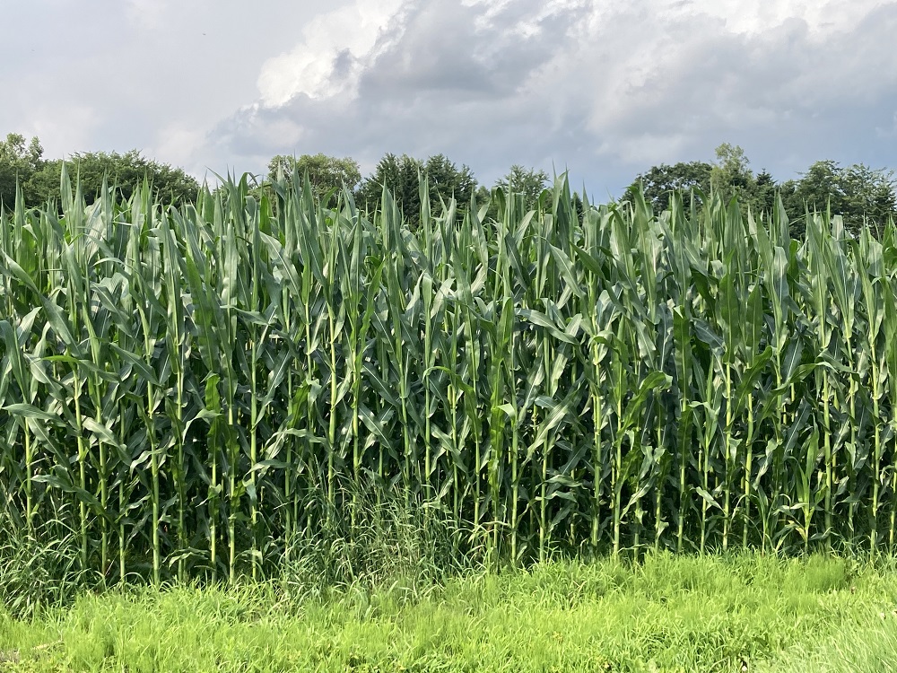 訳あり 北海道 雪の妖精（ホワイトコーン）11～12本入り 5キロ とうもろこし トウモロコシ 数量限定 期間限定 甘い 朝採り