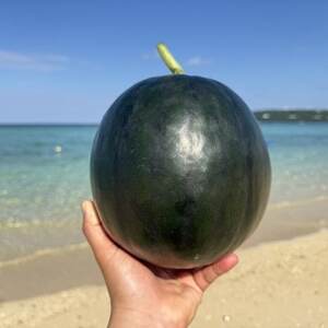 【2026年6月上旬から順次発送】今帰仁村のお試しスイカ1玉＆パッションフルーツ4玉【配送不可地域：離島】【1702338】