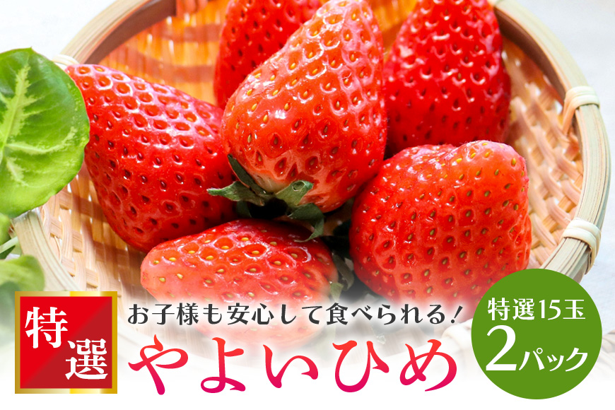 【数量限定・先行予約】やよいひめ 特選15玉 2パック いちご イチゴ 苺 フルーツ 果物 くだもの 国産 茨城県産 高糖度 甘い ＜2026年1〜3月発送予定＞ （茨城県共通返礼品 石岡市） 71-C