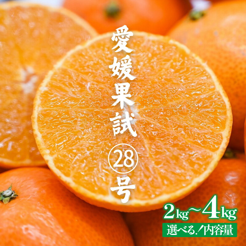 【ふるさと納税】 訳あり 愛果28号（紅まどんな と同品種） みかん約2kgから約4kg | 紅マドンナ と同品種 まどんな マドンナ 柑橘 果物 フルーツ あいか 愛果28号 みかん 松山市 愛媛県