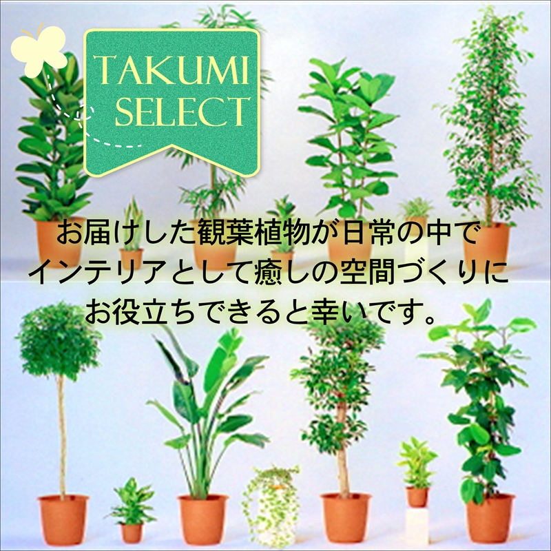 緑の匠が選んだ観葉植物 素敵な空間づくりに トゲナシサボテン 1本立 7号( トゲナシサボテン 観葉植物 インテリア 植物 新築祝い 贈り物 開店祝い 引っ越し祝い 送料無料 )【B8-019】