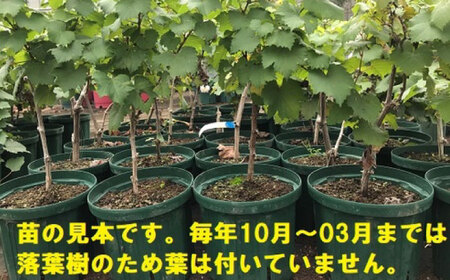 ワイン用 ブドウ苗(ガメイ)6号鉢入り 2〜3年生 大苗 樹高60cm前後 苗 苗木 果樹 / ぶどう ぶどう苗木 葡萄 ぶどうの木 庭木 植木 ガーデニング 熊本県 菊陽町【Herb＆Rose】[B
