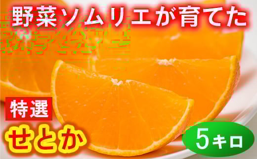 野菜ソムリエ石児さんの「特選 せとか 5kg（2.5kg×2箱）」  ミカン みかん 蜜柑 柑橘 5kg 柑橘類 せとか フルーツ 贈答 2月 3月 先行予約 ＜103-016＞