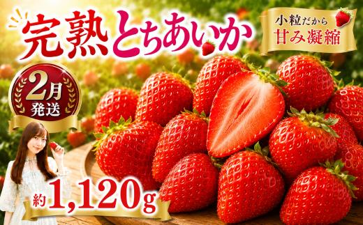 いちご【先行予約】【2027年2月以降発送】とちあいか 小粒いちご 約280g×4パック合計約1120g【栃木県 真岡市産】いちご 果物 フルーツ イチゴ 苺 旬 産地直送 国産