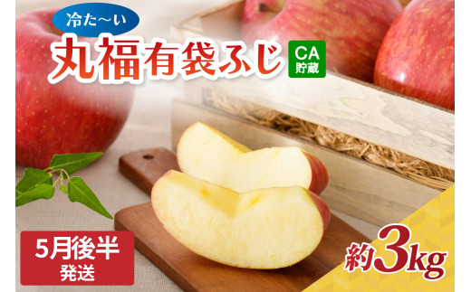 【2026年5月後半発送】りんご ふじ 3kg 程度【選べる配送時期】 丸福 有袋ふじ 冷た～い青森県産CA丸福有袋フジ約3㎏【 青森 五所川原 有袋ふじりんご リンゴ クール便 ＣＡ貯蔵 青森りんご 林檎 】