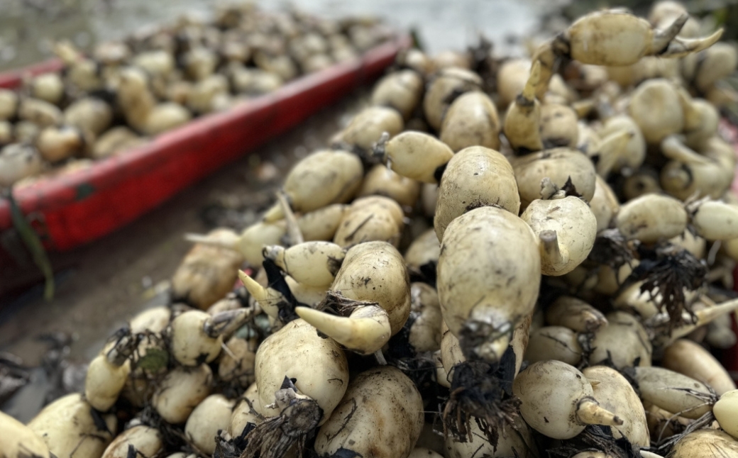 【先行予約品】五泉八代目レンコン 2kg(500g×4袋) | れんこん 蓮根 野菜 根菜 産地直送 国産 新潟県 五泉市 稲餅ふぁーむ 