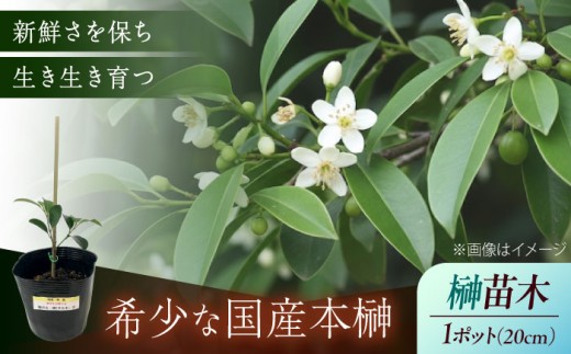 植物 福の山・榊（サカキ） 苗木(1ポット):20cm 本榊 さかき サカキ 苗木 地植え 神棚 祭壇 起工式 地鎮祭 真榊台 神聖 榊 神具 国産 玉串 和 ガーデニング 観葉植物 庭木 植木 ポット プランター 葉 植物 雑貨 園芸 和風 生花 グリーン 緑 縁起物 日本産 国産本榊 新鮮 稀少 丁寧 丹精 立体的 ふくらみ 高品質 管理 商標登録 広島県福山市/小林商事  [BAEA009]