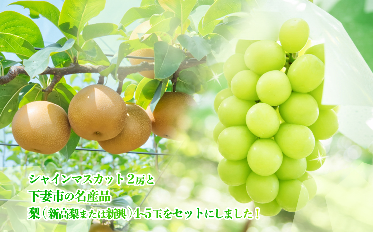 【 2026年 先行予約 】 シャインマスカット ＆ 梨 食べ比べセット シャインマスカット 2房 約1kg ＋梨 4~5玉（新高梨又は新興） 【 2026年9月中旬頃〜10月上旬発送予定 】 【 フ