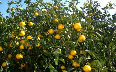 和歌山由良町産 はっさく  約10kg 【訳あり・ご家庭用】 サイズ混合 (S～３L) 八朔 柑橘 果物 くだもの フルーツ 【sml122C】