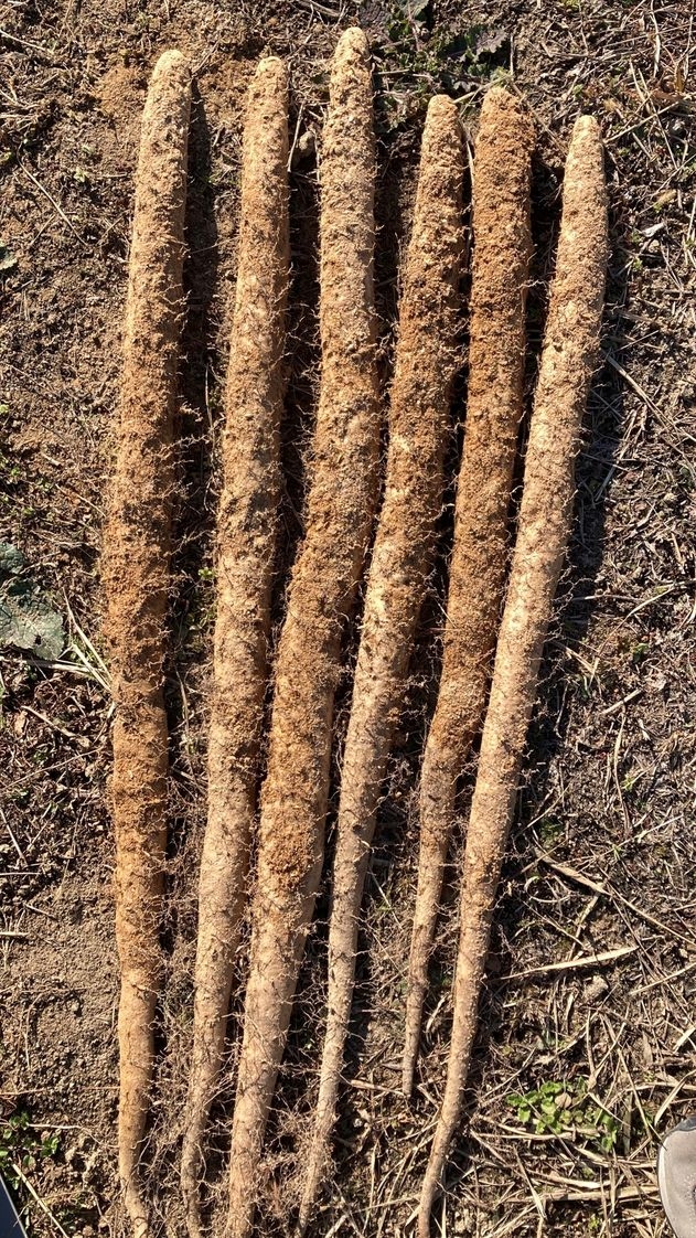 
                  常滑ハッピー自然薯【選べる容量　1kg・2kg】｜自然薯 芋 山芋 長芋 とろろ 滋養強壮 野菜 健康 産地直送 お取り寄せ 愛知県 常滑市
                