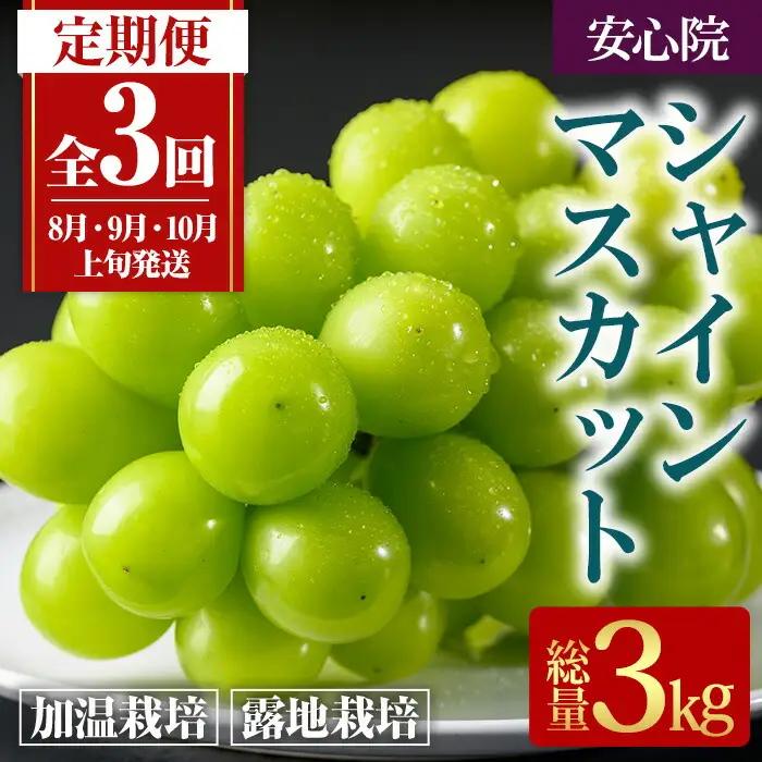 ＜定期便・全3回(連続)＞シャインマスカット (総量3kg・1kg×3回) ぶどう 葡萄 フルーツ 果物 定期便 ＜先行予約受付中！2026年8月上旬から順次発送予定＞ ＜北海道、沖縄、離島配送不可＞【206300600】【大分県農業協同組合　北部エリア】
